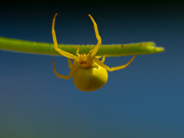 Gullkrabbeedderkopp - Dyr