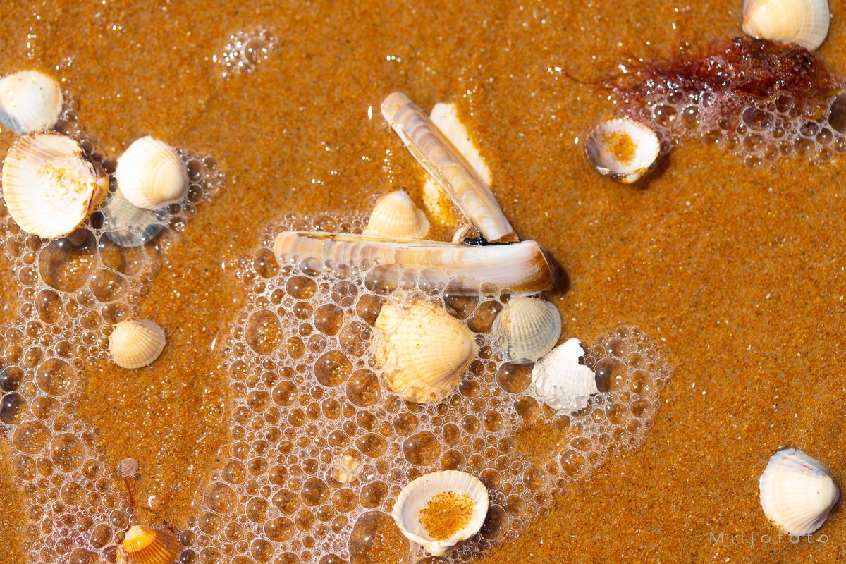 Skjell og bobler - Kyst Skjell og bobler - Kyst