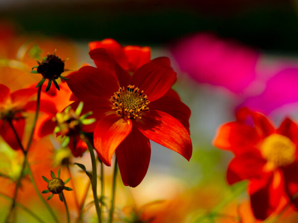 Friske farger - Blomster