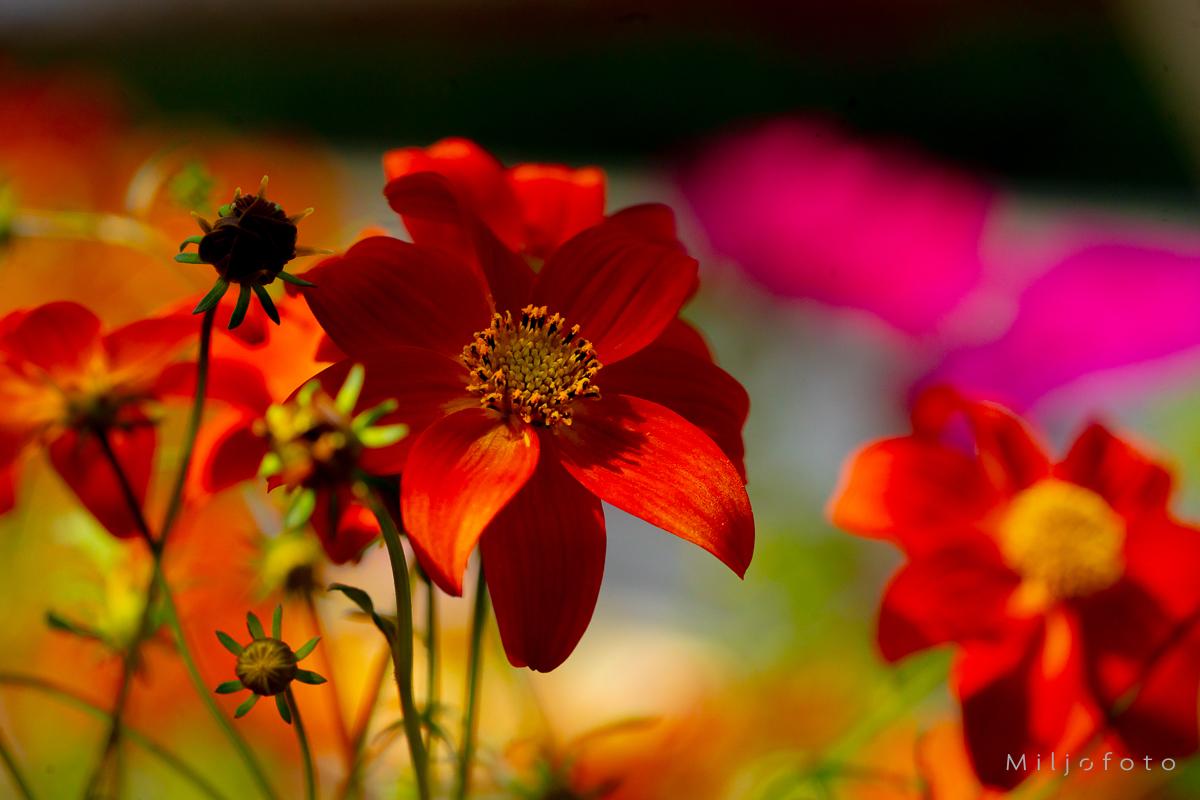 Friske farger - Blomster