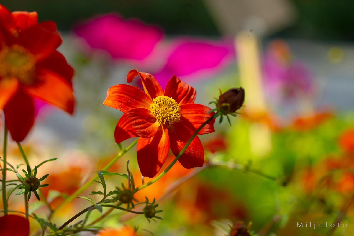 Orange - Blomster Orange - Blomster