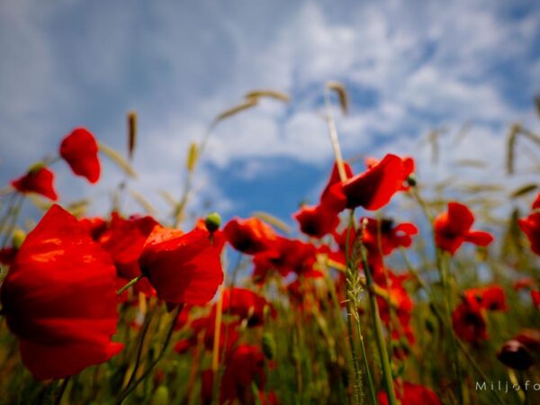 Røde valmuer - Blomster