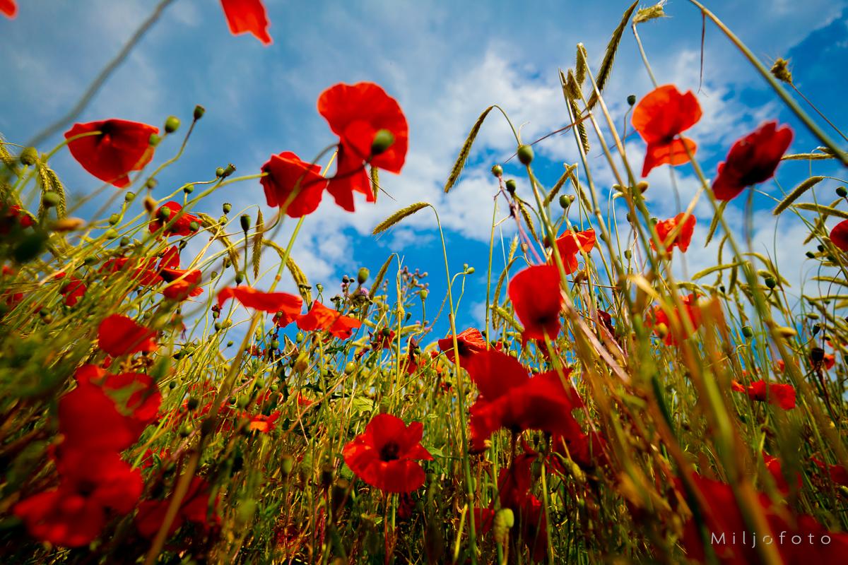 Valmuer mot blå himmel Valmuer mot blå himmel