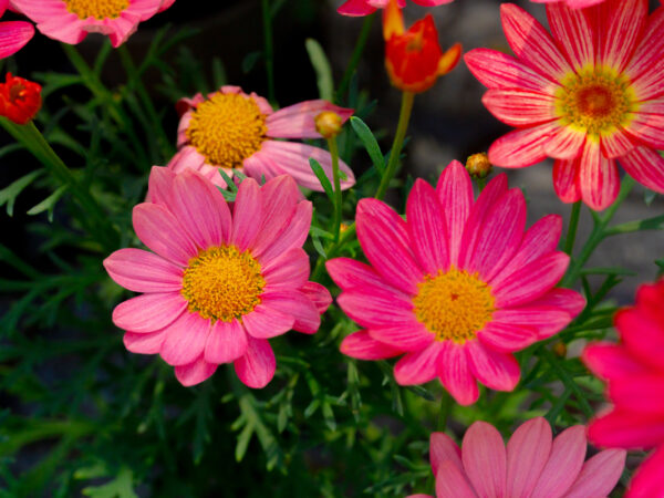 Rosa blomster - Blomster