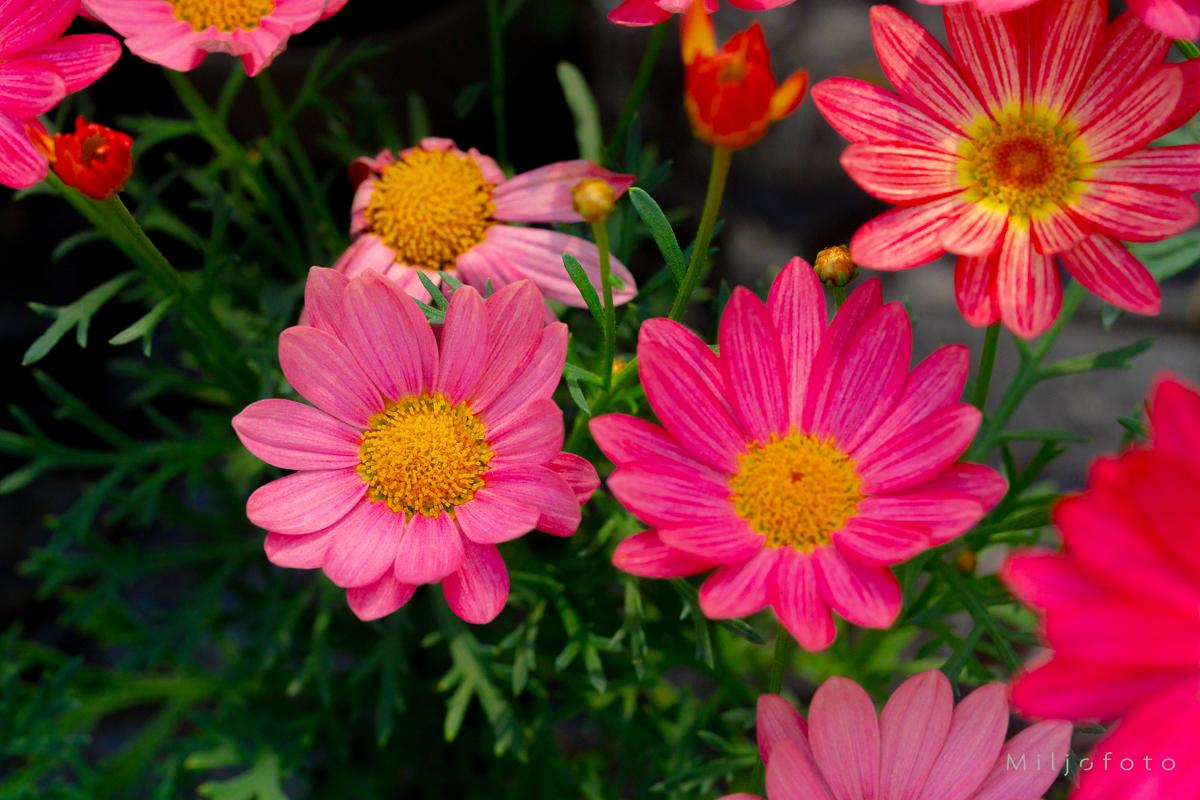 Rosa blomster - Blomster