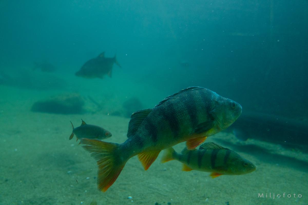 Abbor - Dyr Abbor - Dyr