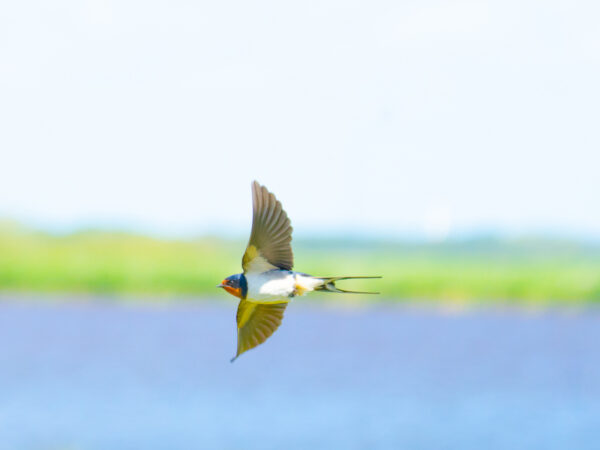 Låvesvale i flukt - Dyr