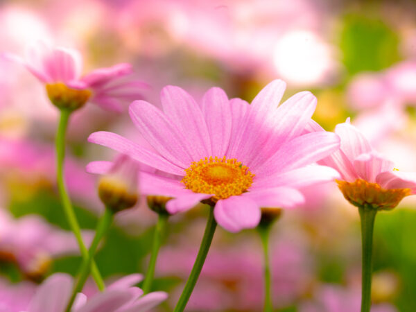 En eng med rosa margeritter