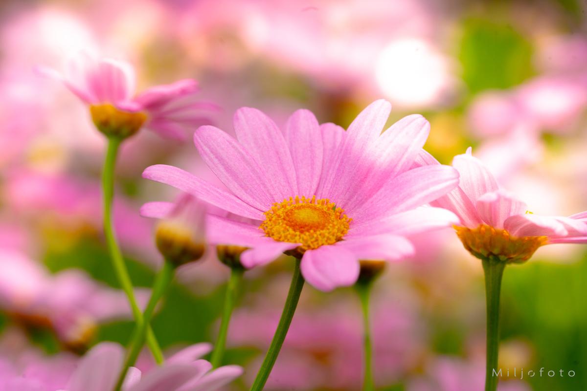 En eng med rosa margeritter