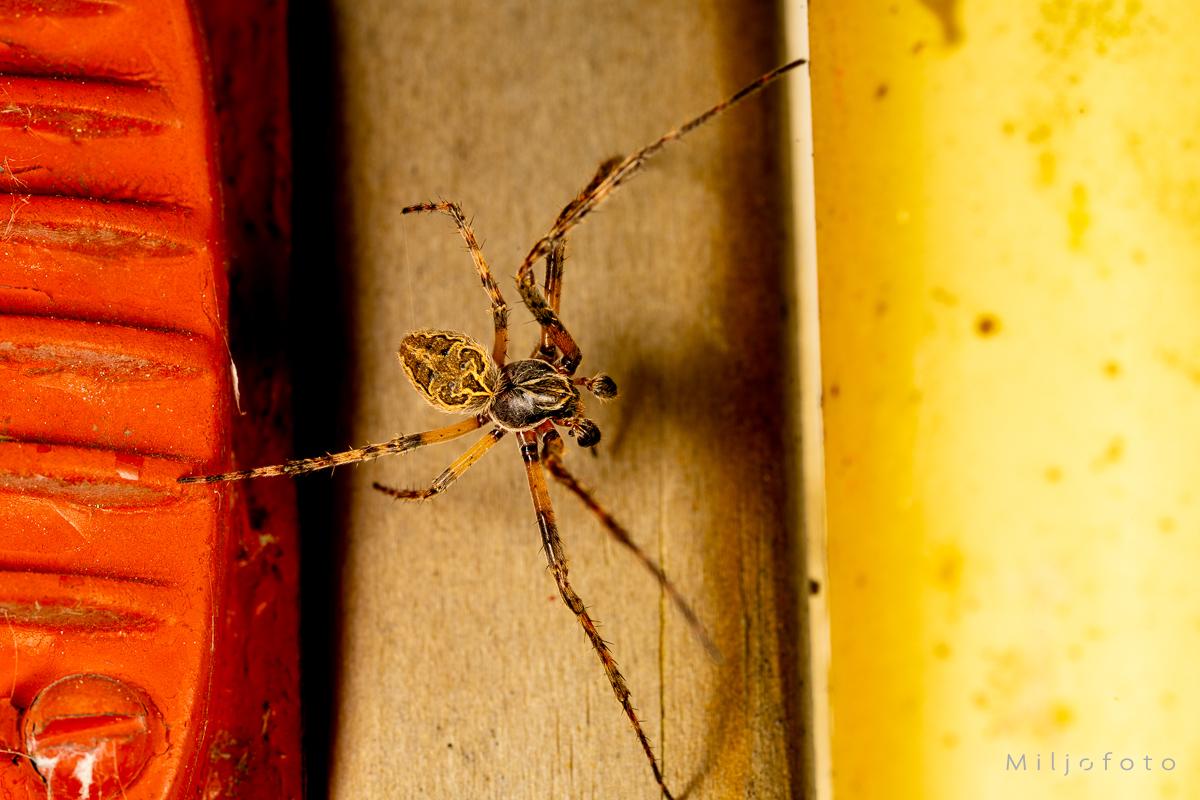 Edderkopp - Dyr