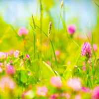 Sommerbilde - Sommer