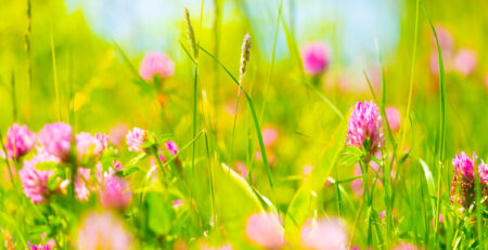 Sommerbilde - Sommer