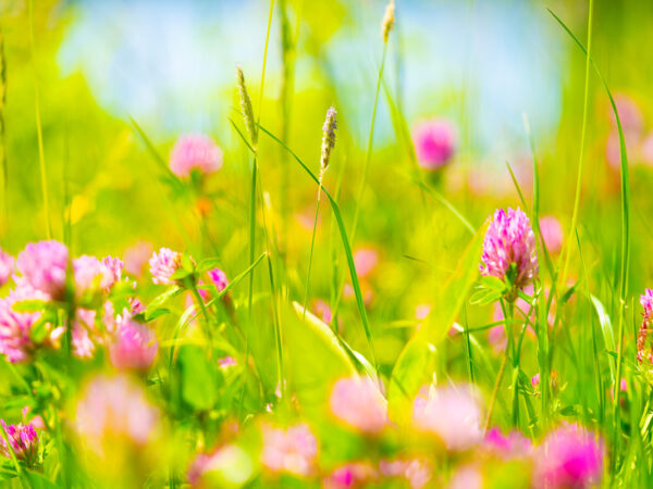 Sommerbilde - Sommer