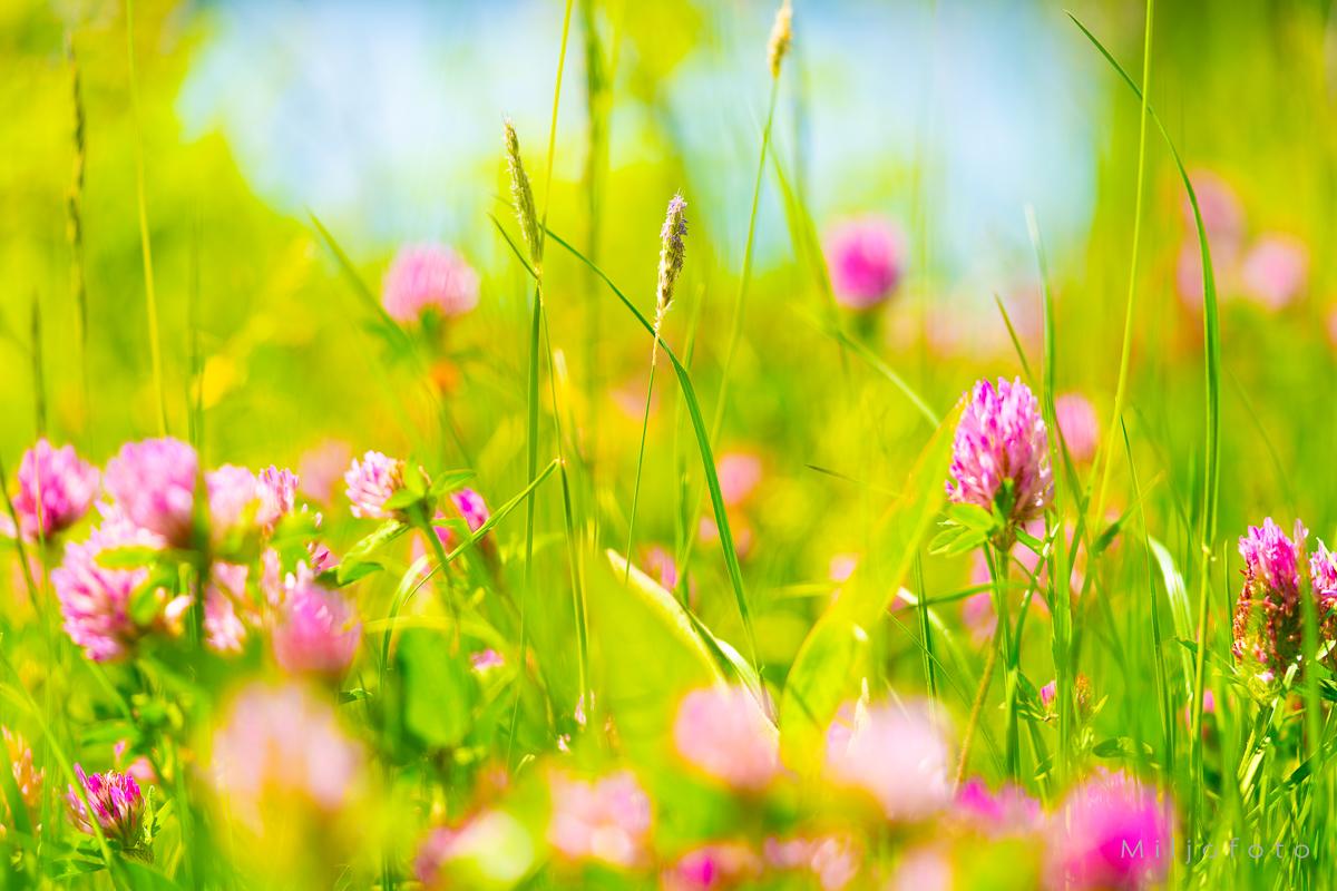Sommerbilde - Sommer