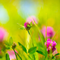 Sommer i engen - Sommer
