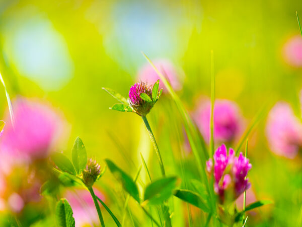 Sommer i engen - Sommer