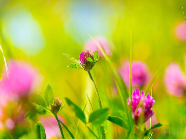 Sommer i engen - Sommer