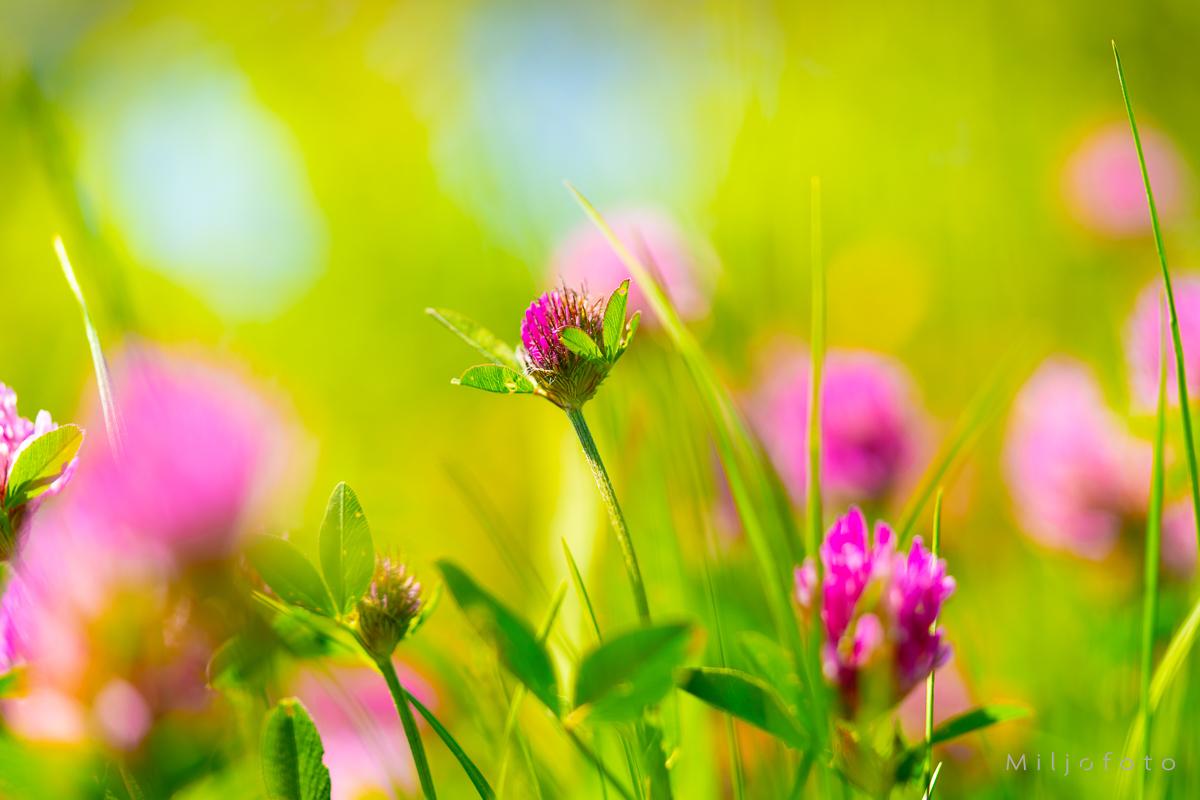 Sommer i engen - Sommer