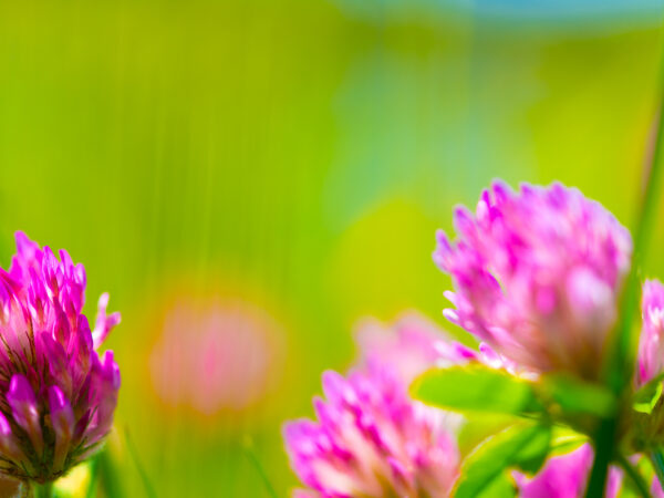 Rosa og grønnt - Sommer