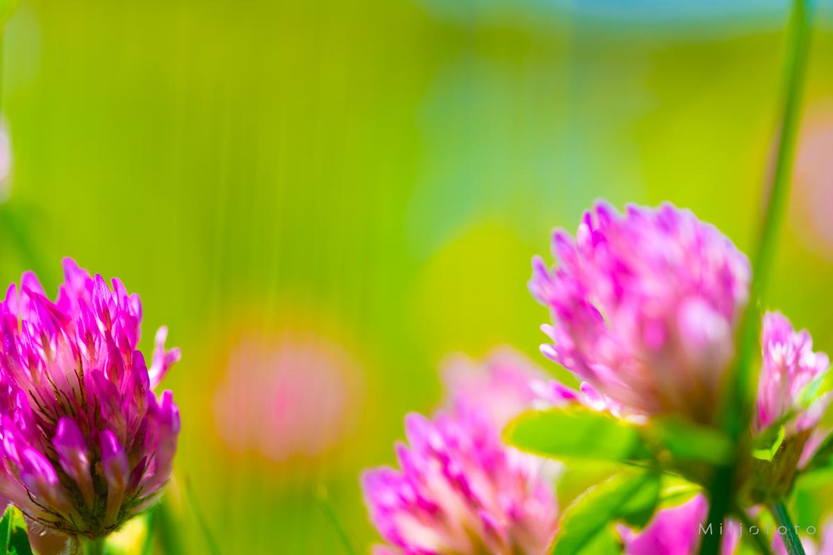 Rosa og grønnt - Sommer