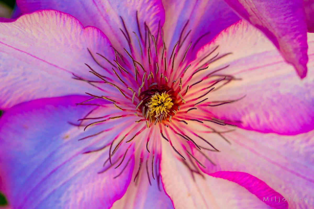 Rosa - Blomster