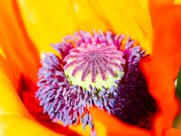 Stjerneformet krone - Blomster