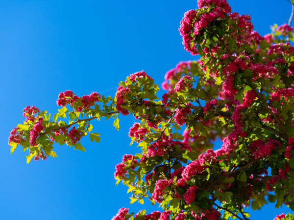 Kontraster - Blomster