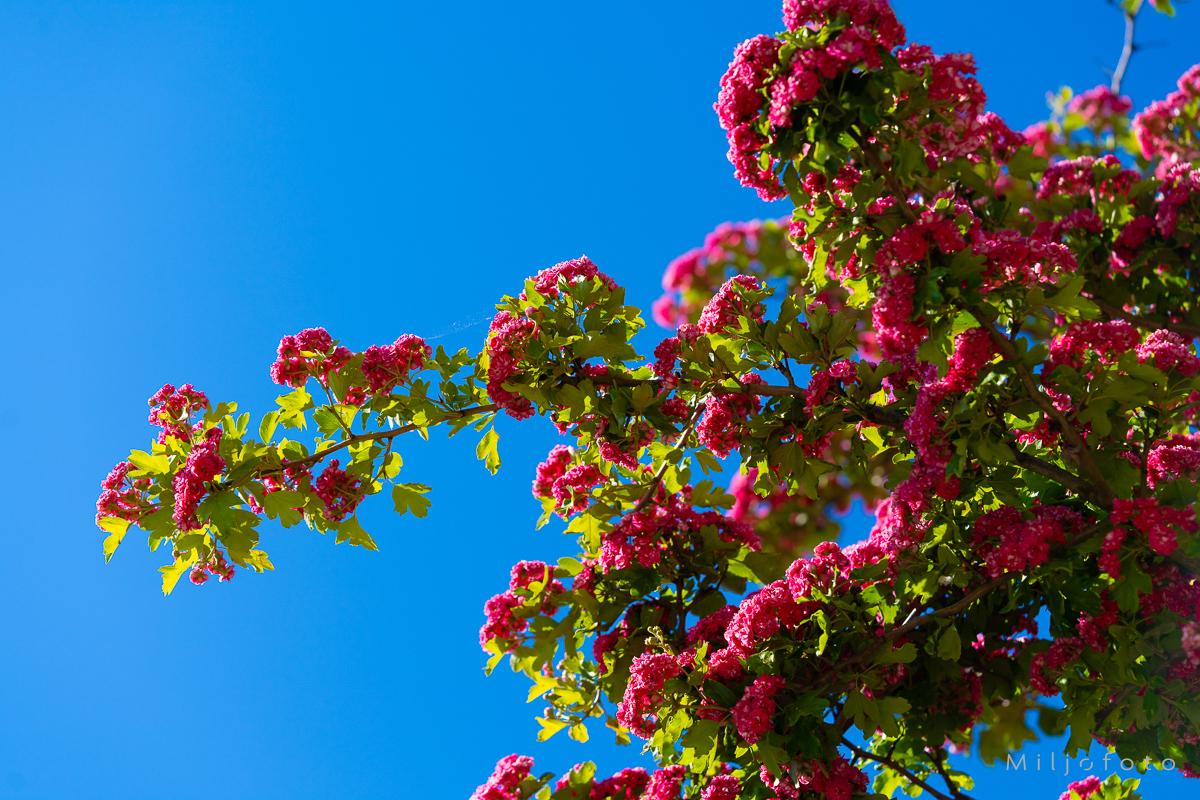 Kontraster - Blomster