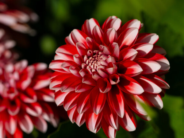 Dahlia - Blomster
