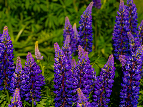 Lupiner - Blomster