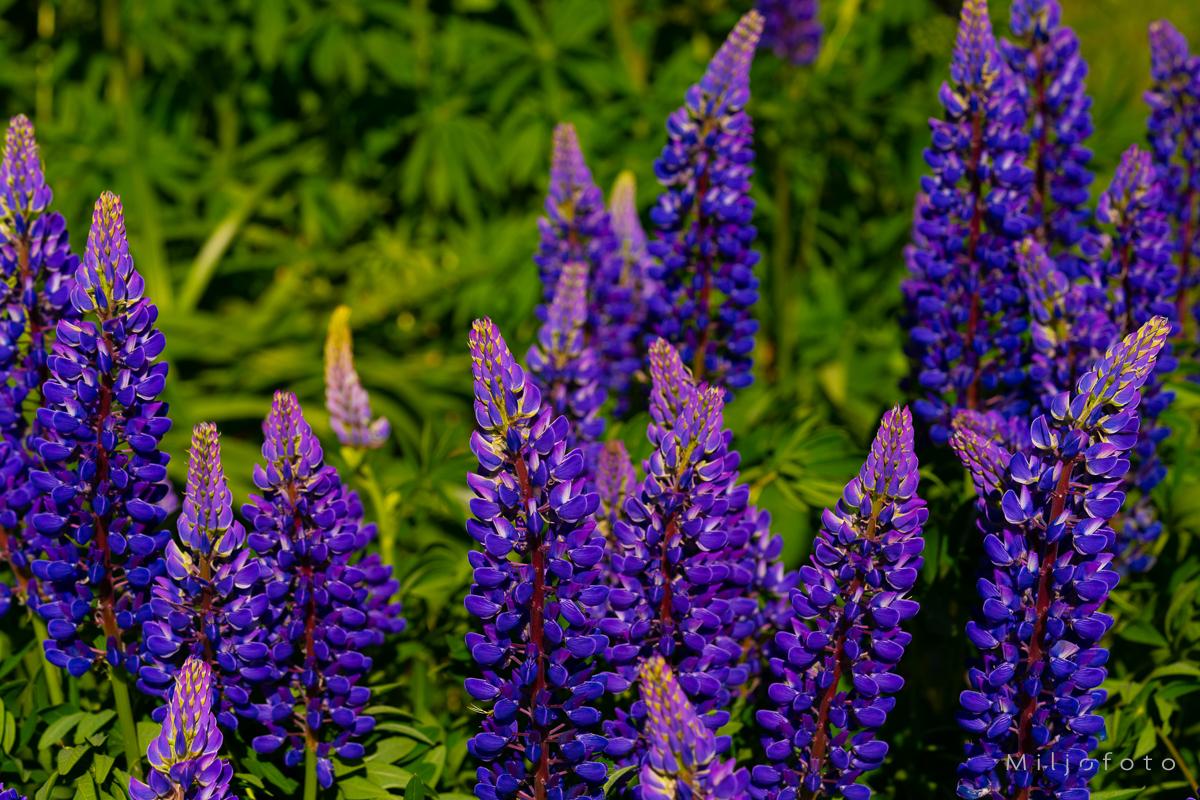Lupiner - Blomster