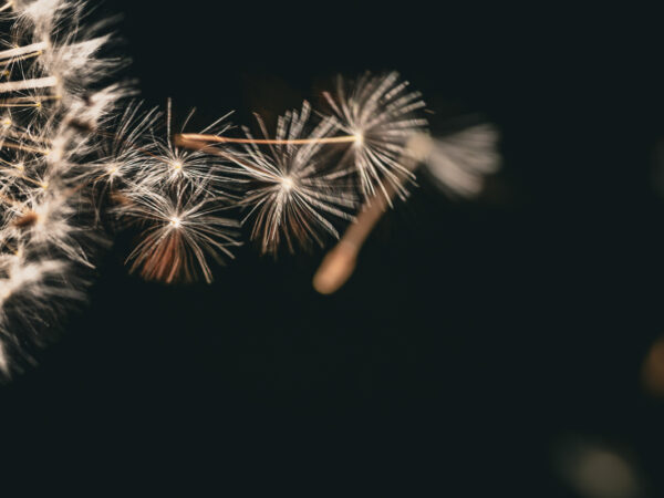 Løvetann i vinden - Blomster