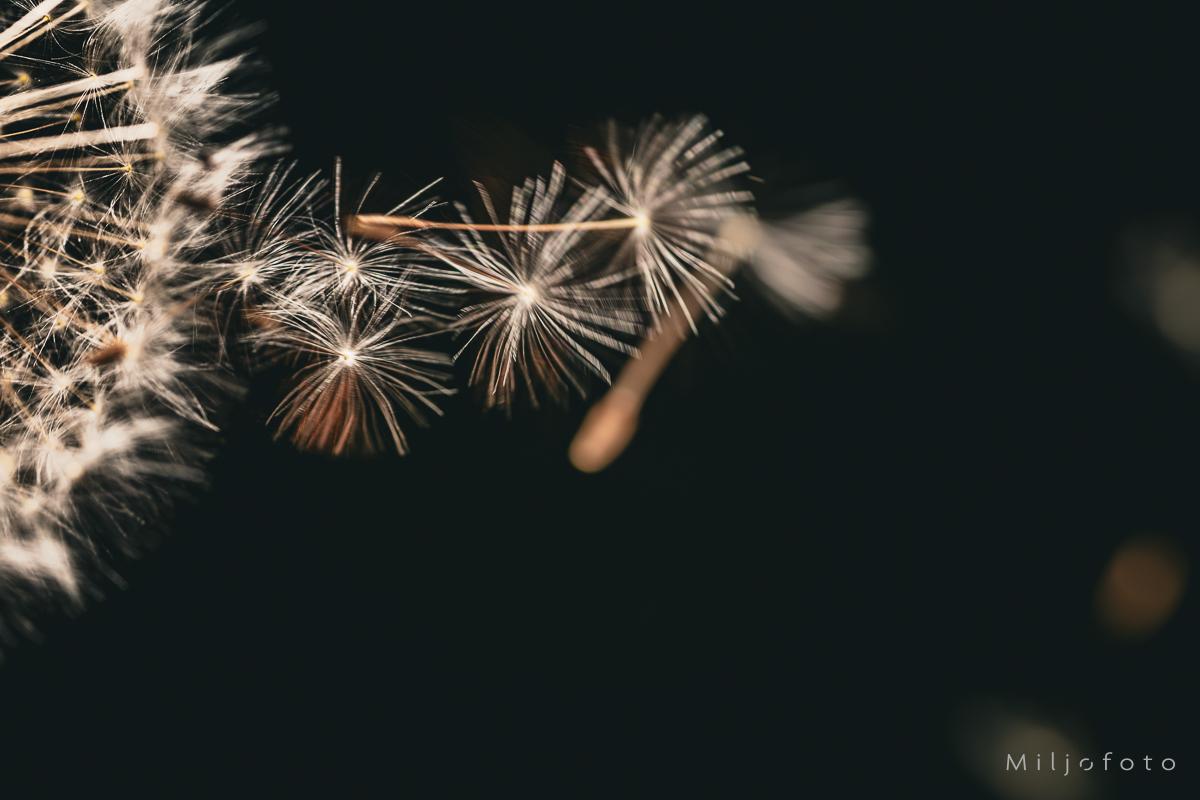 Løvetann i vinden - Blomster