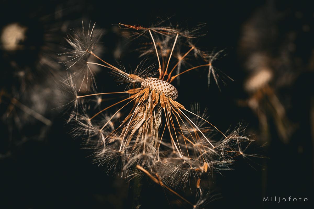 Løvetann frø - Blomster
