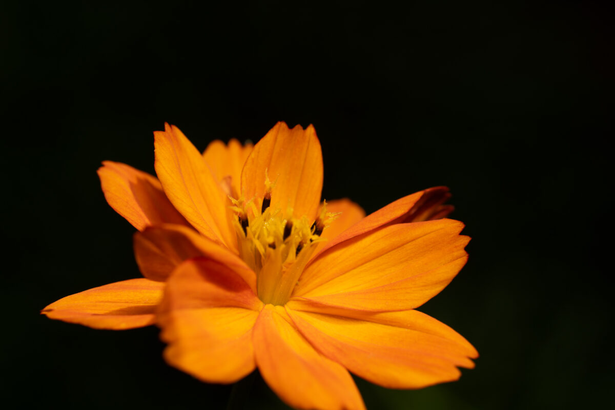 Orange - Blomster