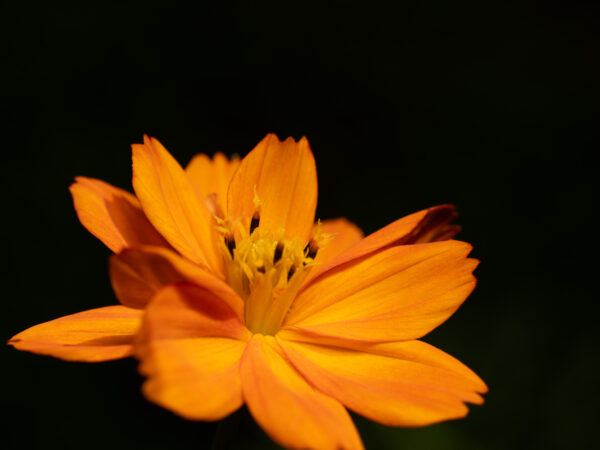 Orange - Blomster