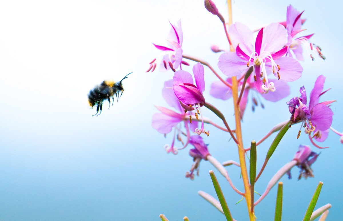 Blomsten og bien - blomster