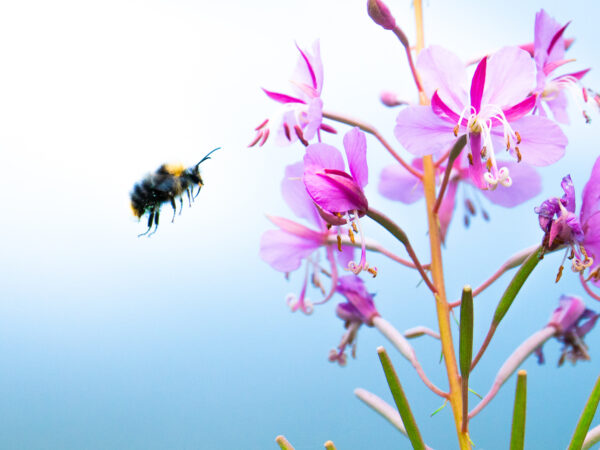 Blomsten og bien - blomster