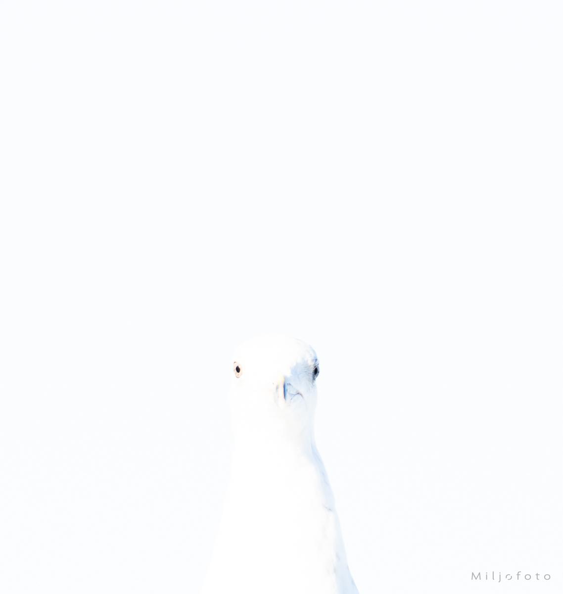 Måke