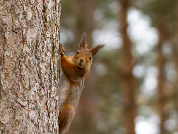 Ekorn i skogen