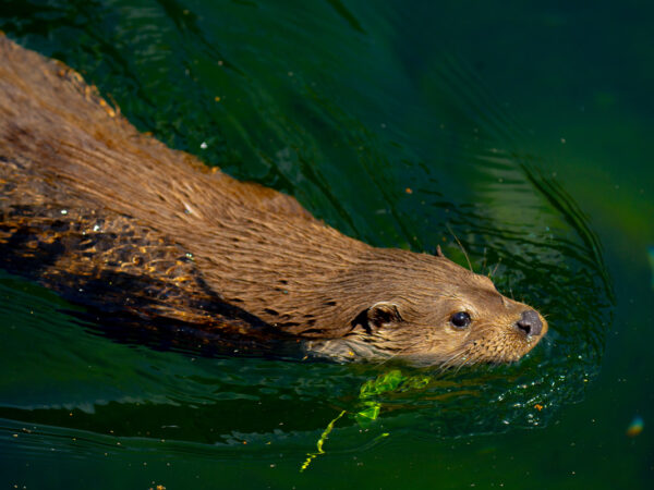 Svømmende oter