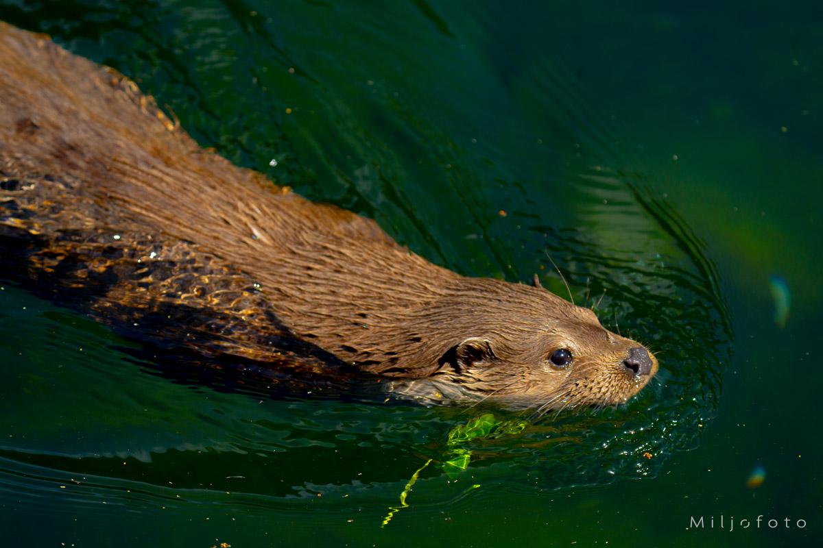 Svømmende oter