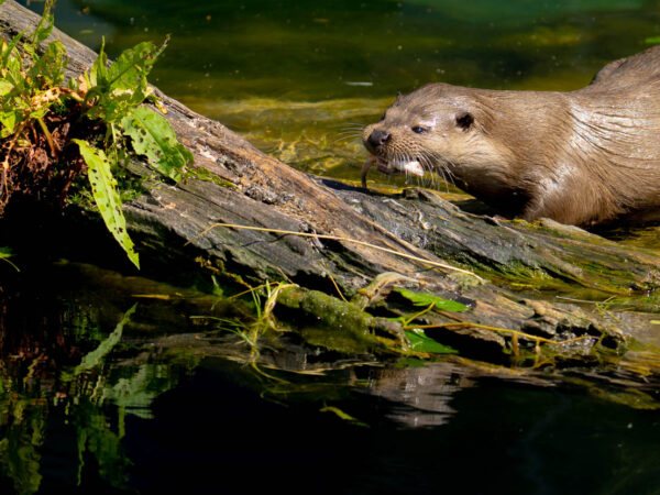 Oter med fanget fisk