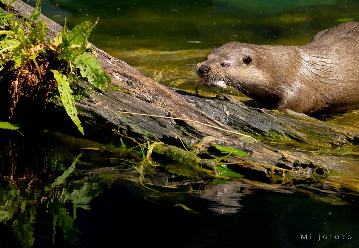 Oter med fanget fisk