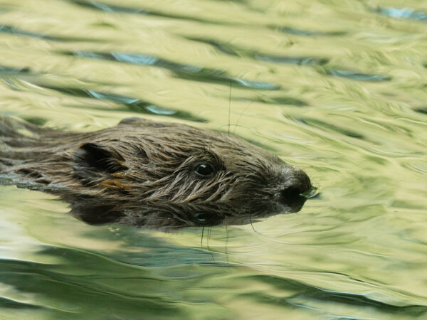 Bever som svømmer