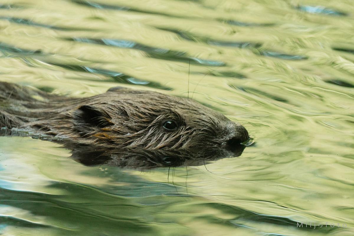 Bever som svømmer