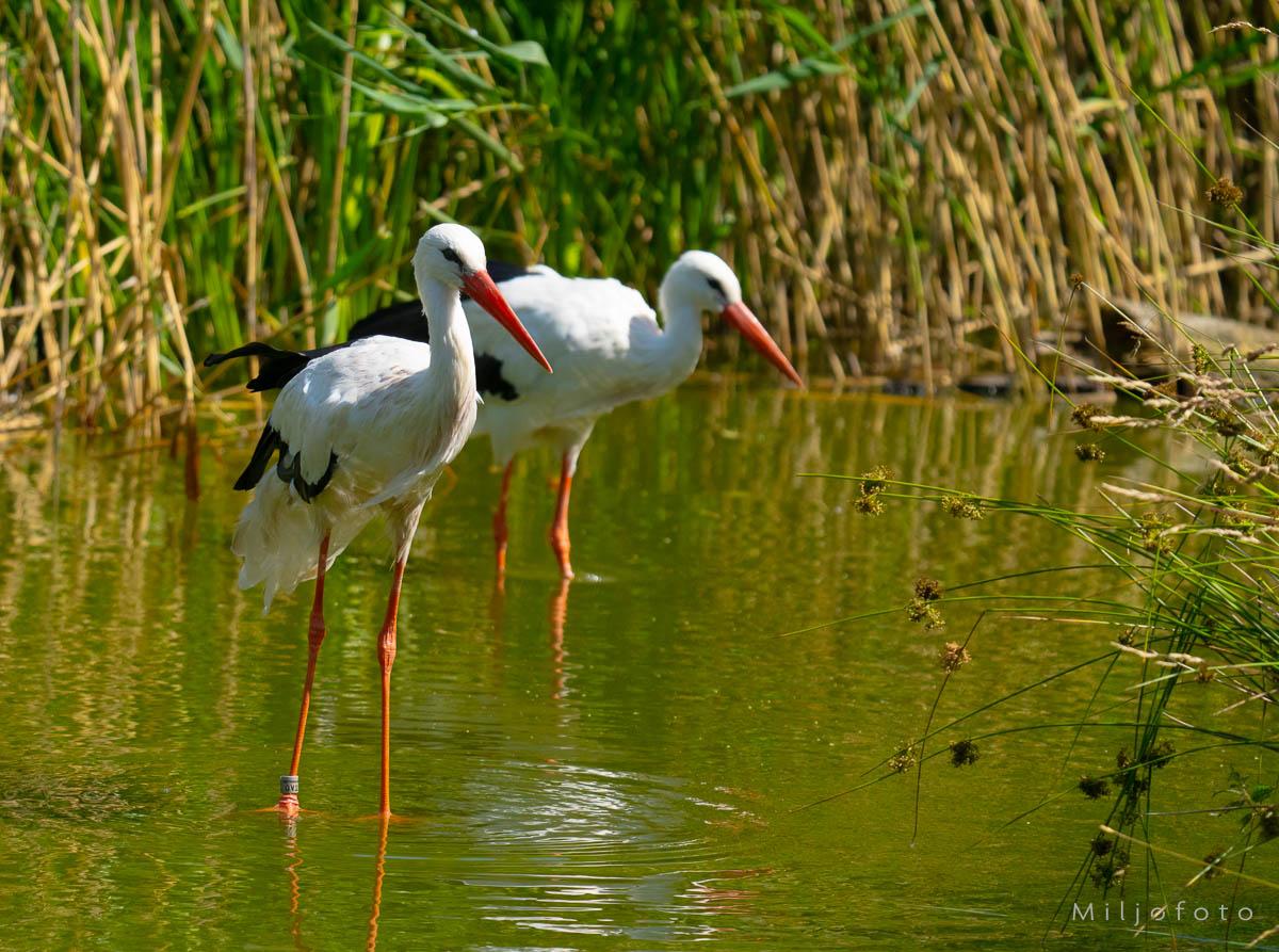 Stork i grunn sjø