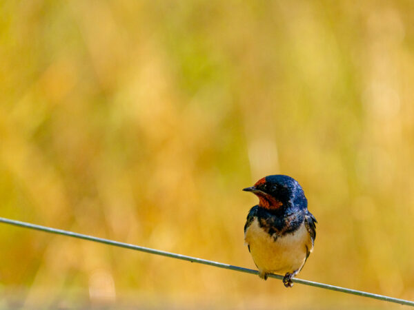 låvesvale (Hirundo rustica)