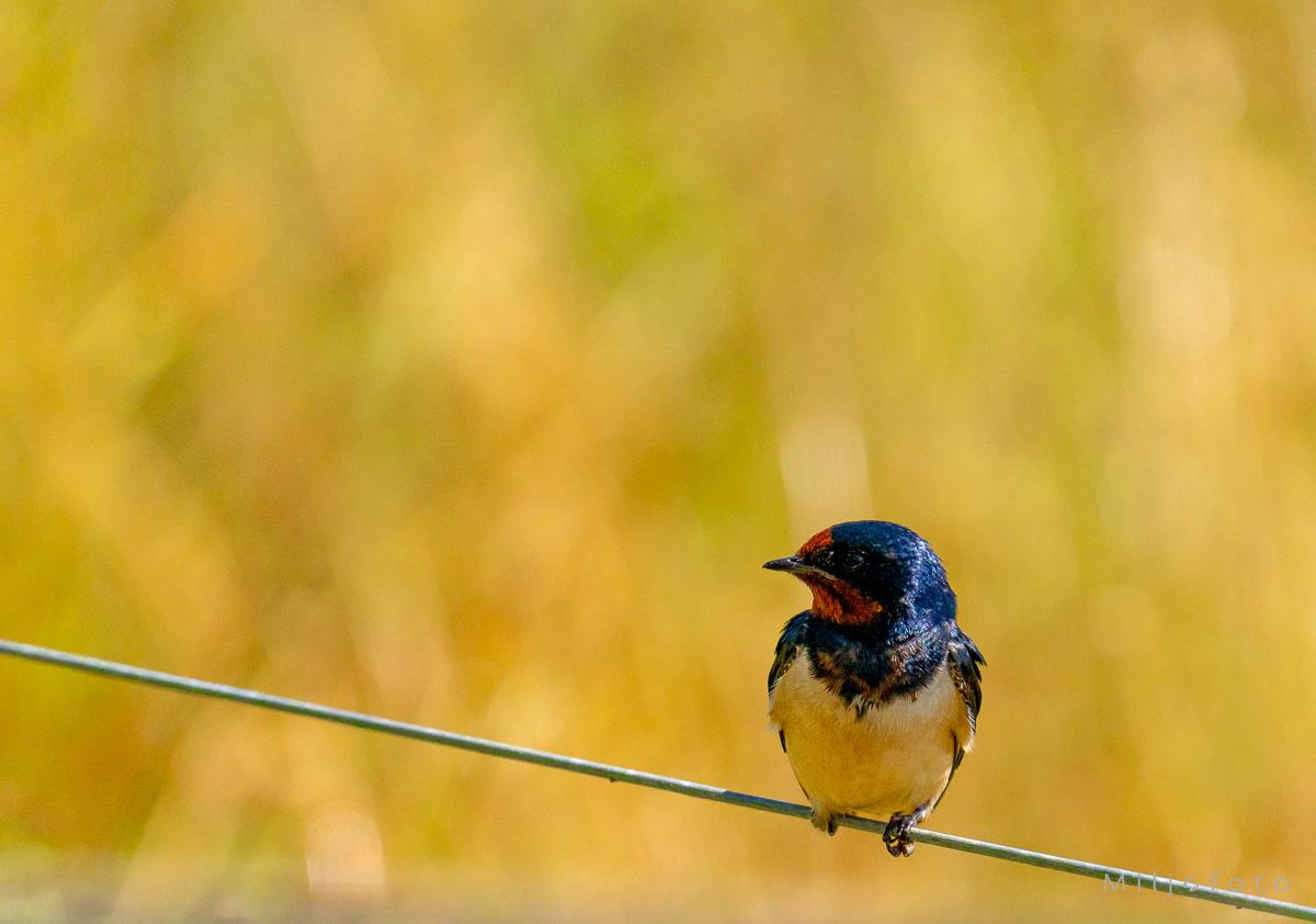 låvesvale (Hirundo rustica)