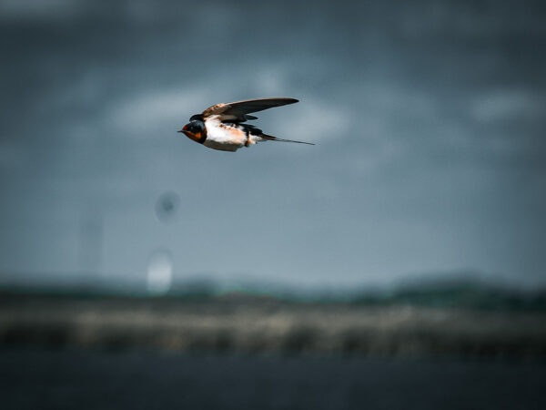 låvesvale i fart (Hirundo rustica)